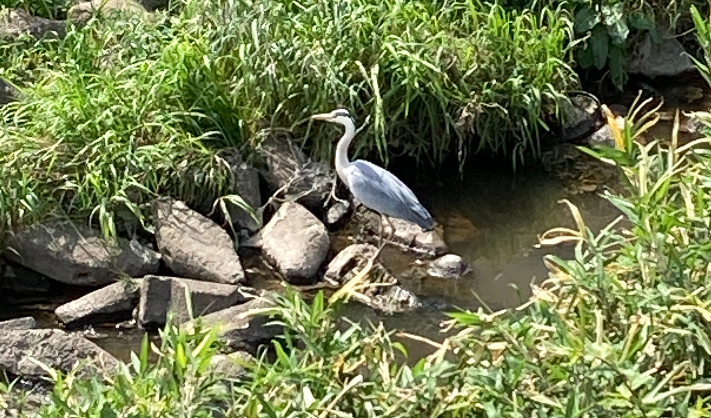トヨタ　トヨペット　北加瀬　矢上川　花　春　鳥　散歩　日吉