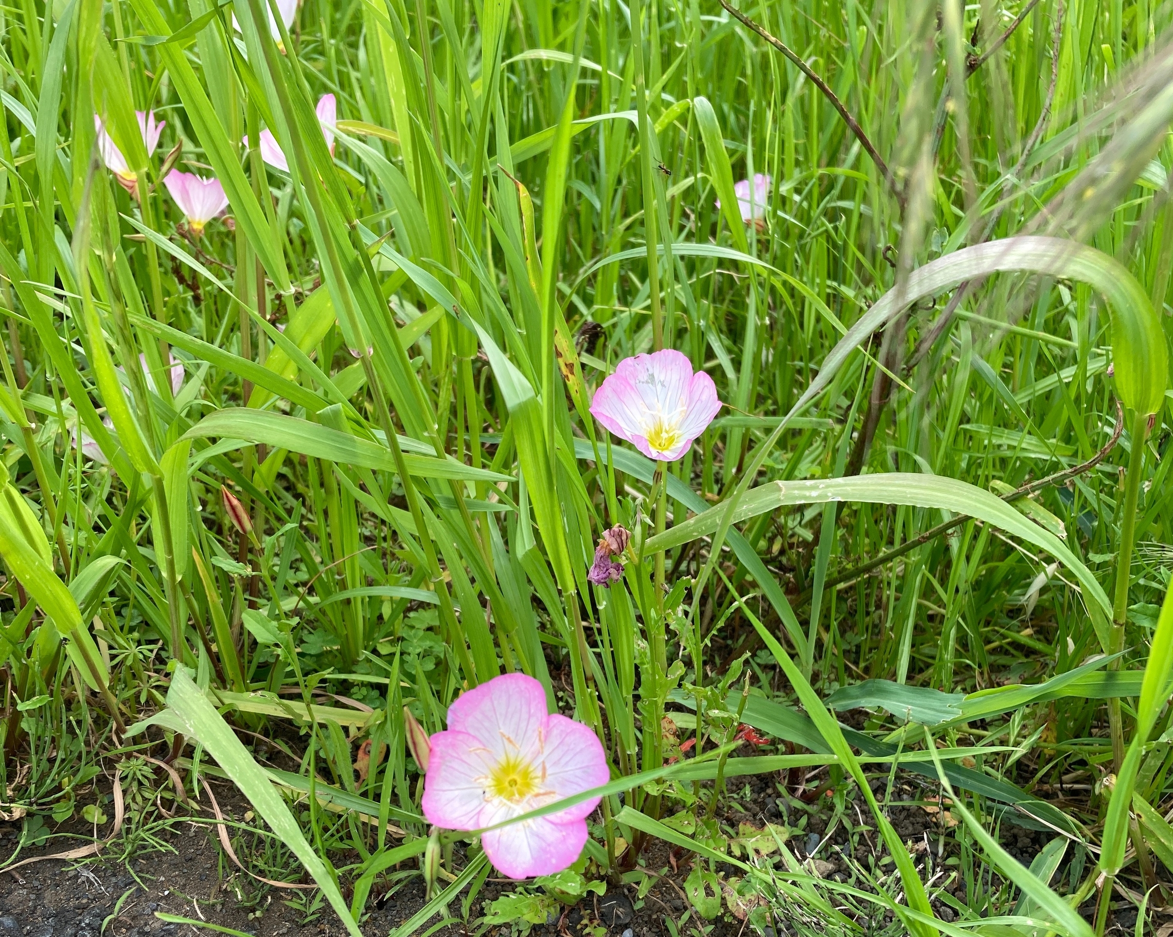 トヨタ　トヨペット　北加瀬　矢上川　花　春　鳥　散歩　日吉