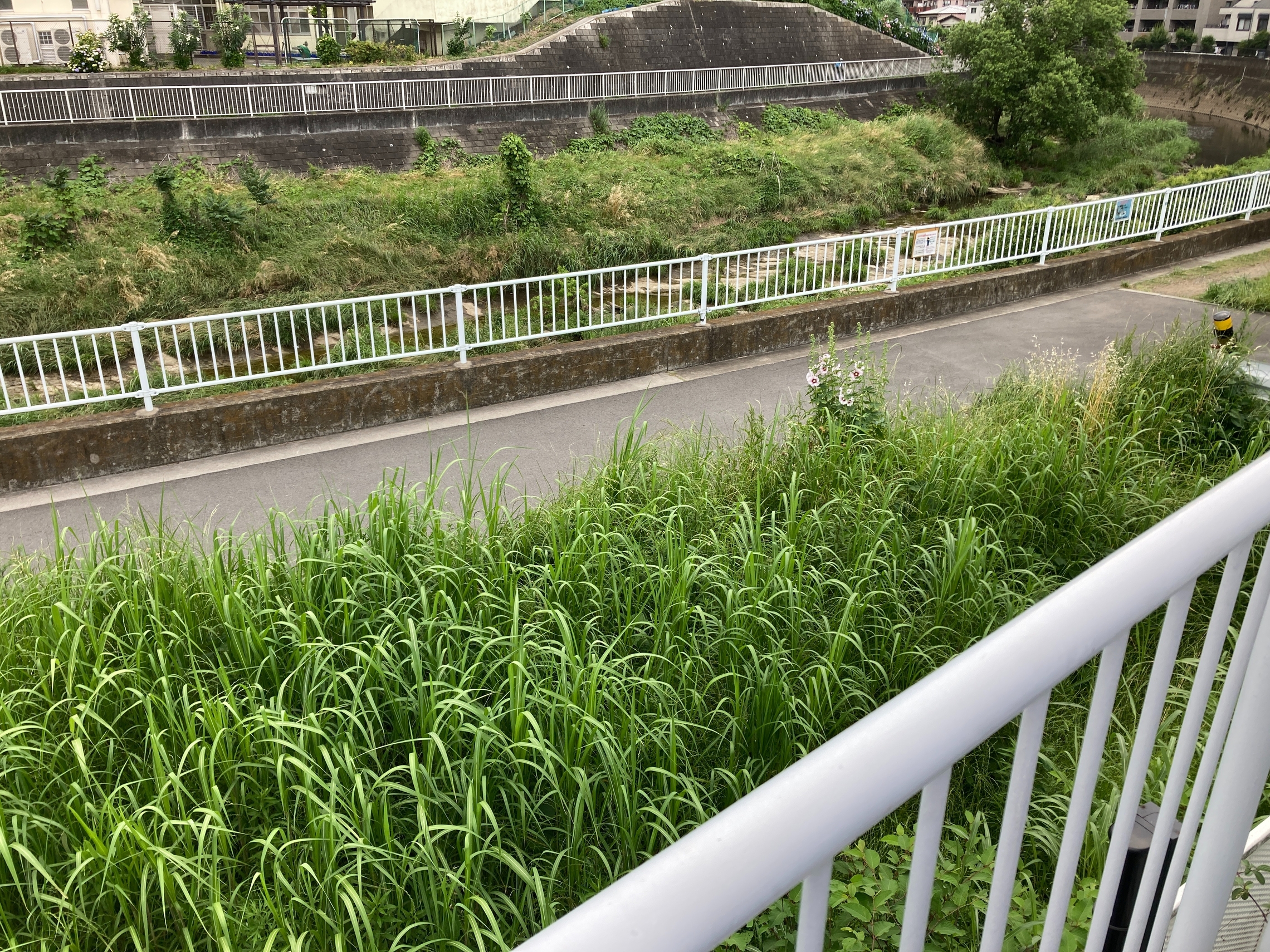 矢上川 ムクゲ 遊歩道 北加瀬 トヨペット 夏 トヨタ 花