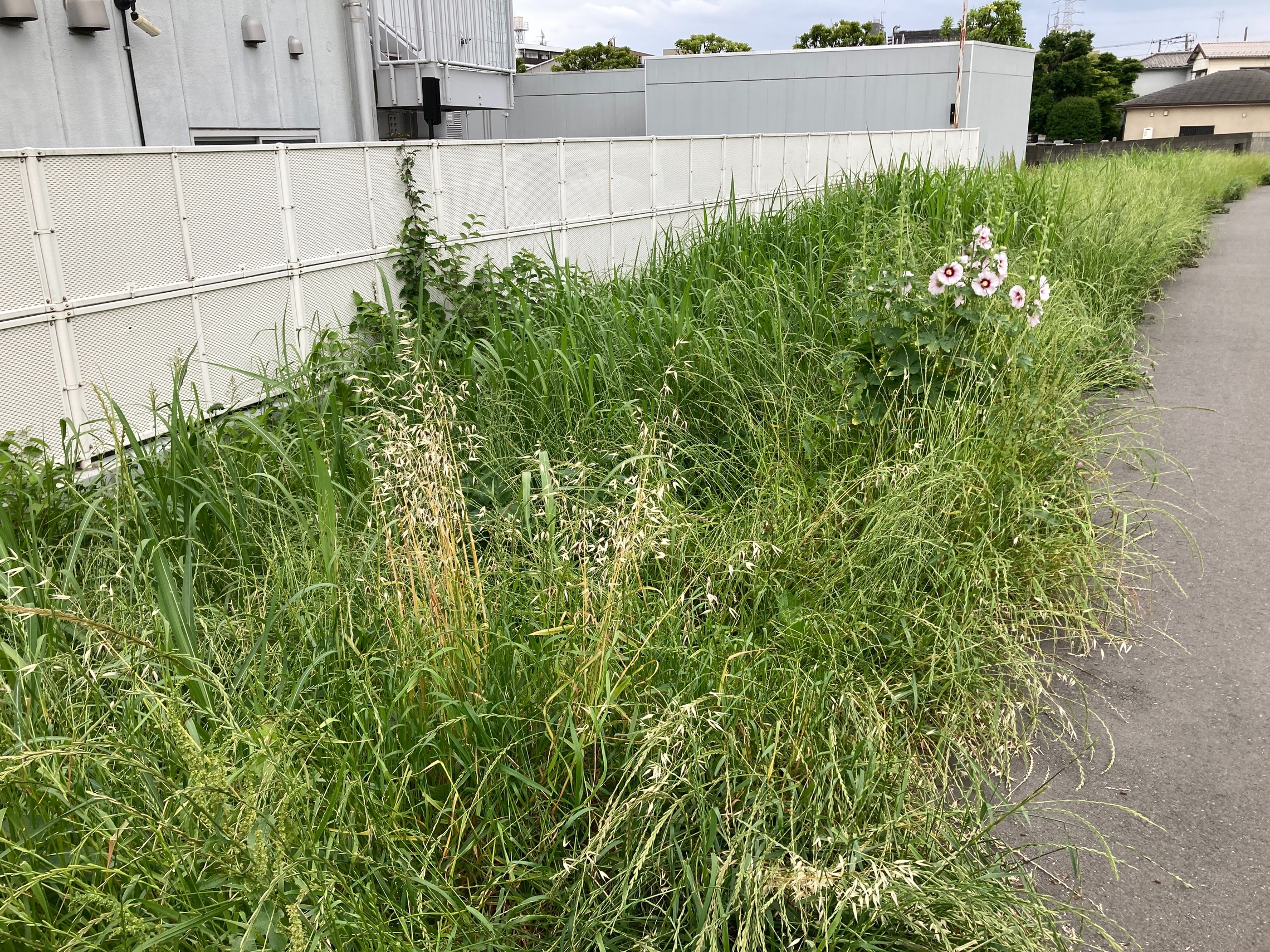 矢上川 ムクゲ 遊歩道 北加瀬 トヨペット 夏 トヨタ 花