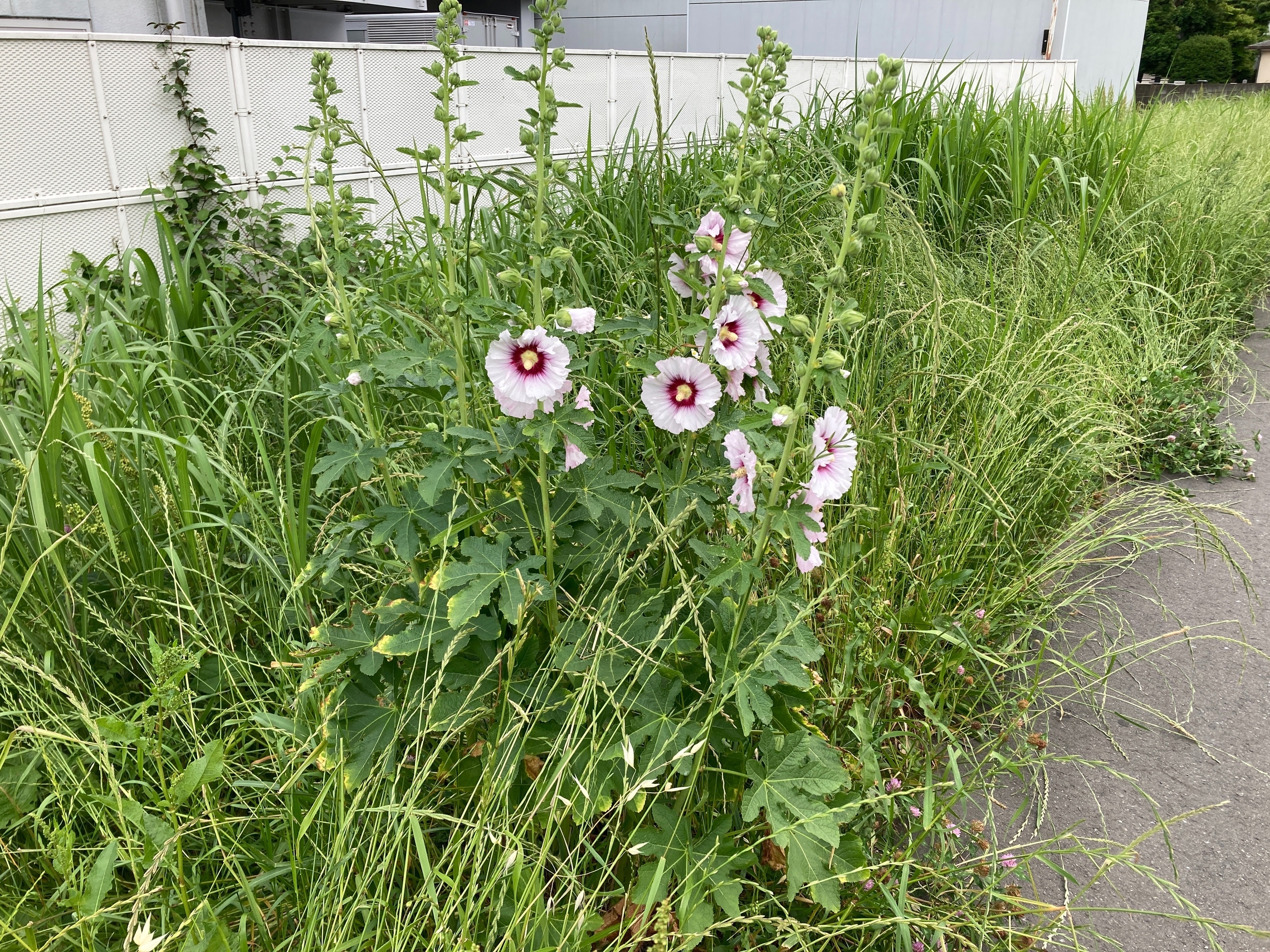 矢上川 ムクゲ 遊歩道 北加瀬 トヨペット 夏 トヨタ 花