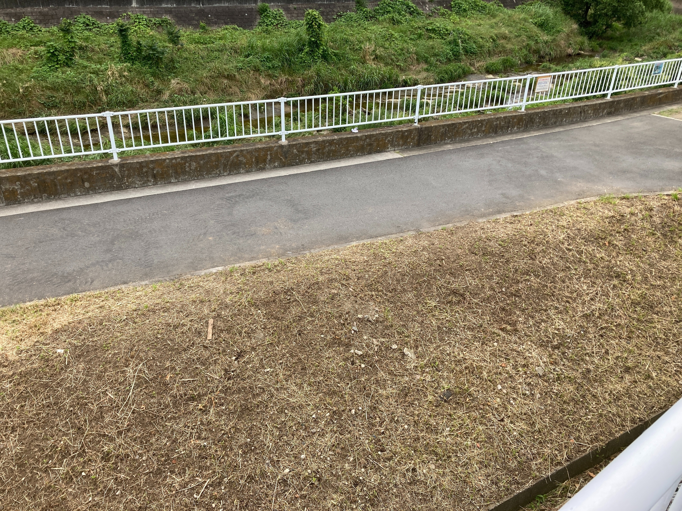 トヨタ 北加瀬 矢上川 草 花