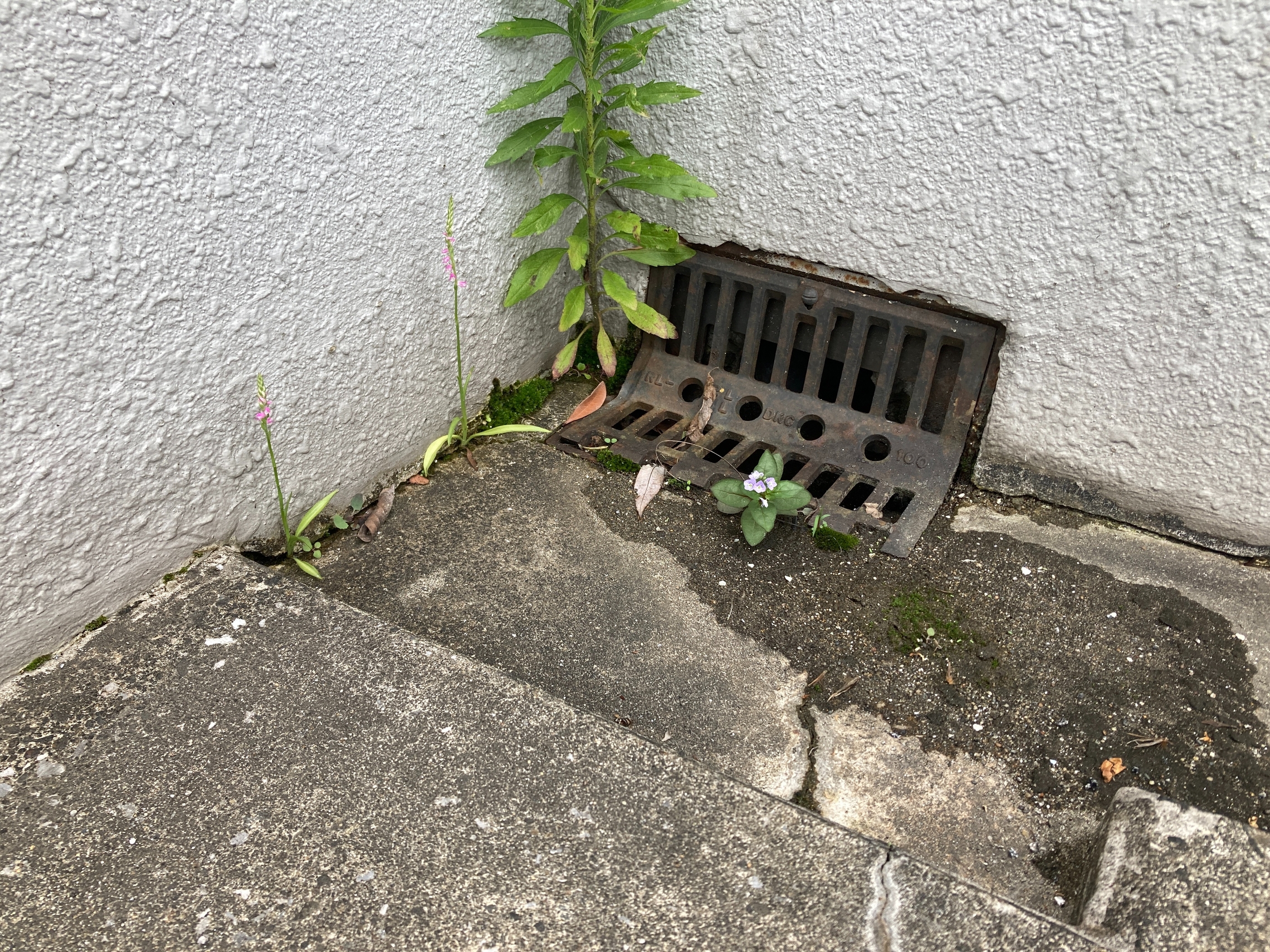 トヨタ 北加瀬 矢上川 草 花 屋上 排水