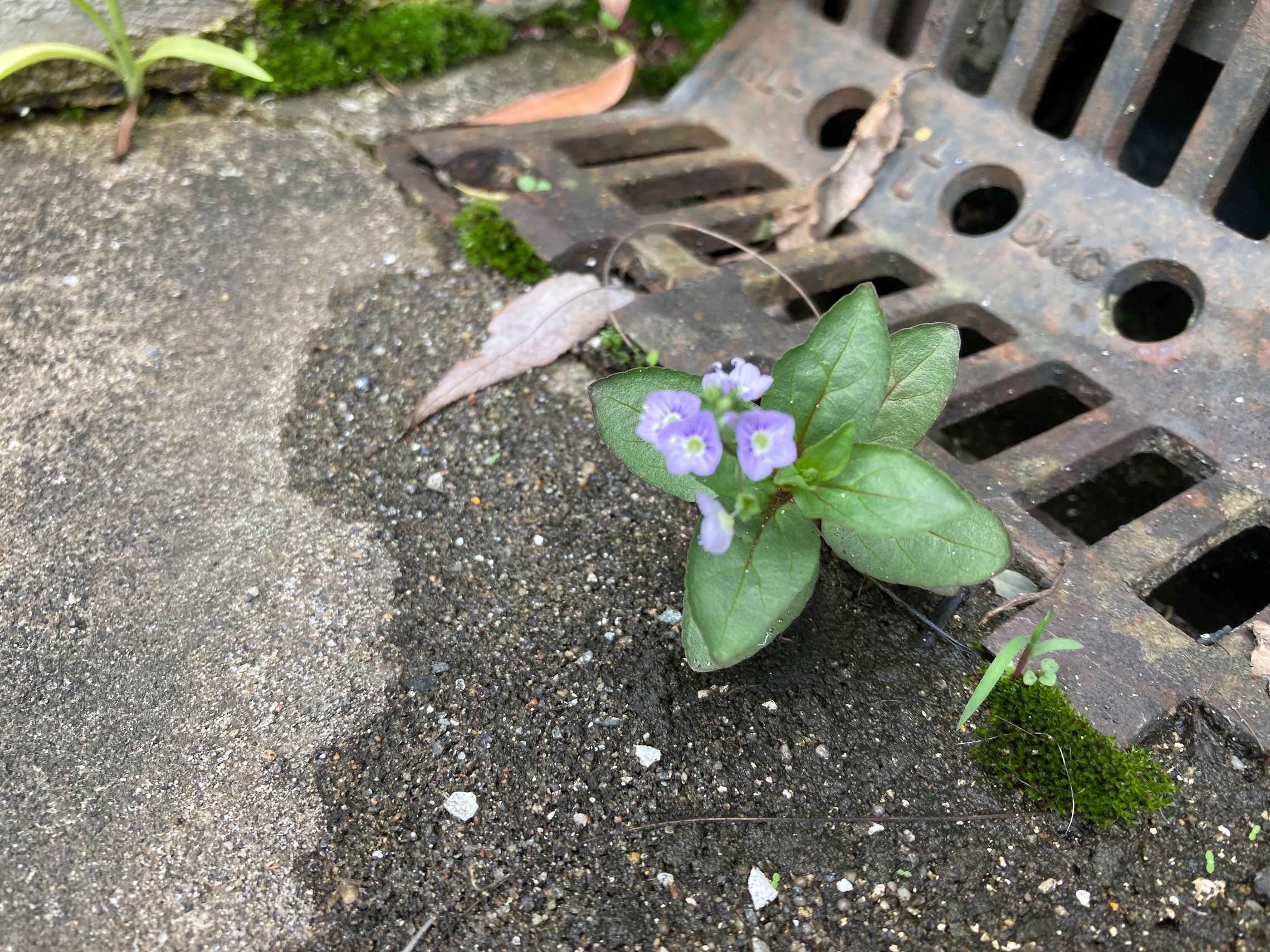 トヨタ 北加瀬 矢上川 草 花 屋上 排水