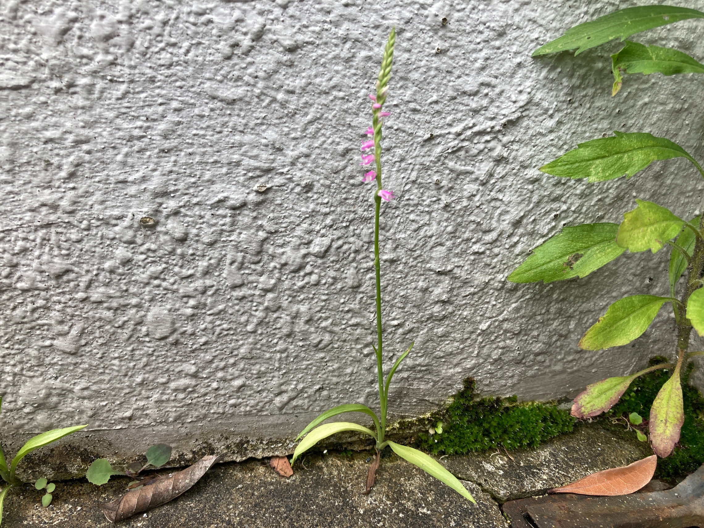 トヨタ 北加瀬 矢上川 草 花 屋上 排水