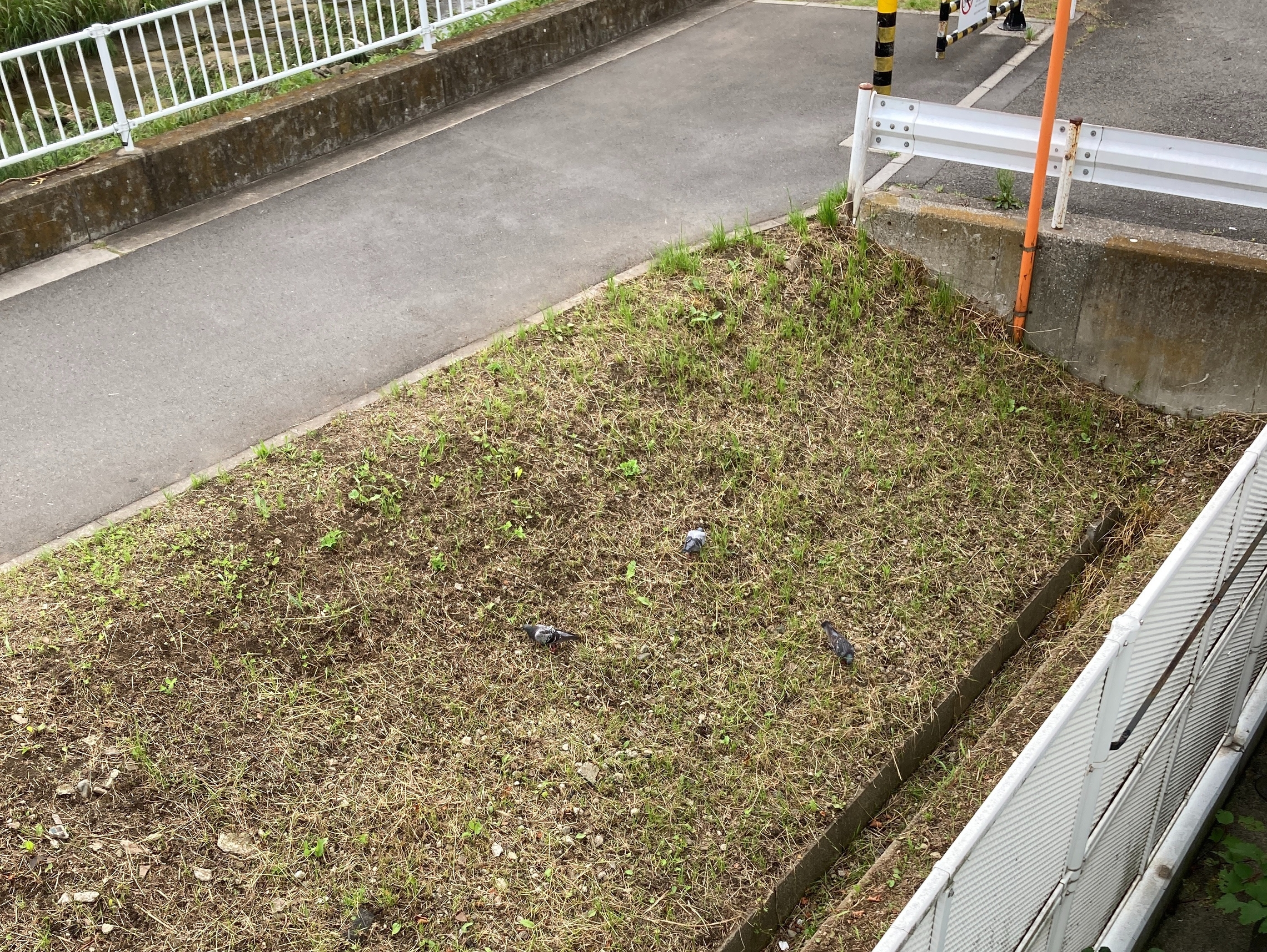 矢上川 草 トヨタ 鳩 ハト エサ 歩道 トヨペット 北加瀬