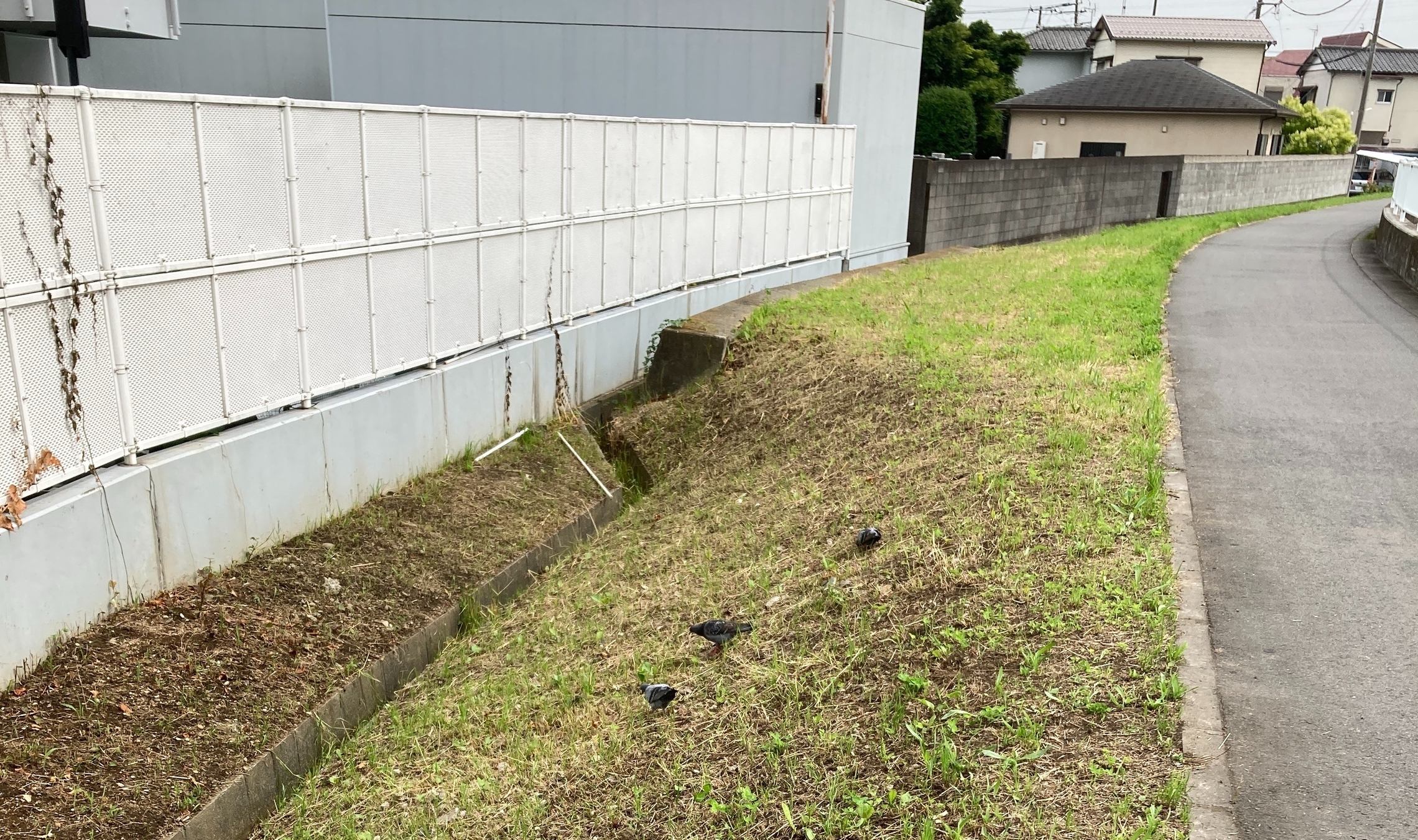矢上川 草 トヨタ 鳩 ハト エサ 歩道 トヨペット 北加瀬