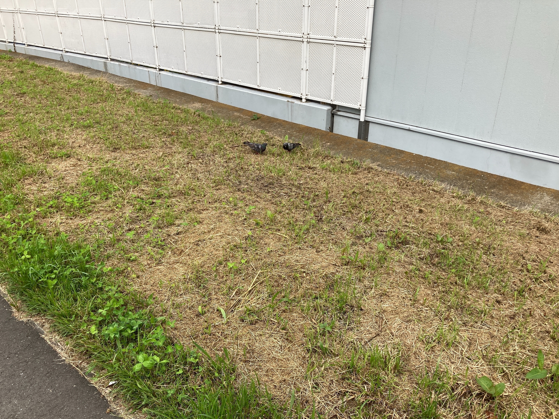 矢上川 草 トヨタ 鳩 ハト エサ 歩道 トヨペット 北加瀬
