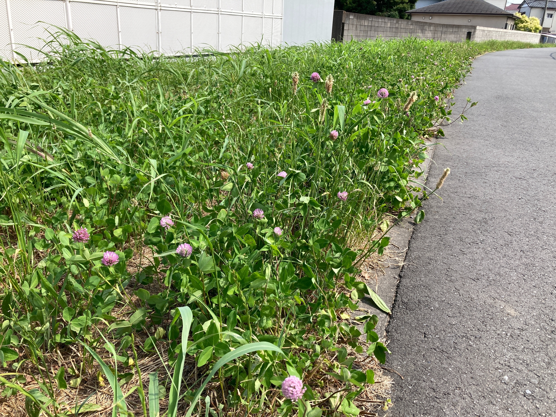 トヨタ　トヨペット　北加瀬　矢上川　花　散歩　草　横浜トヨペット