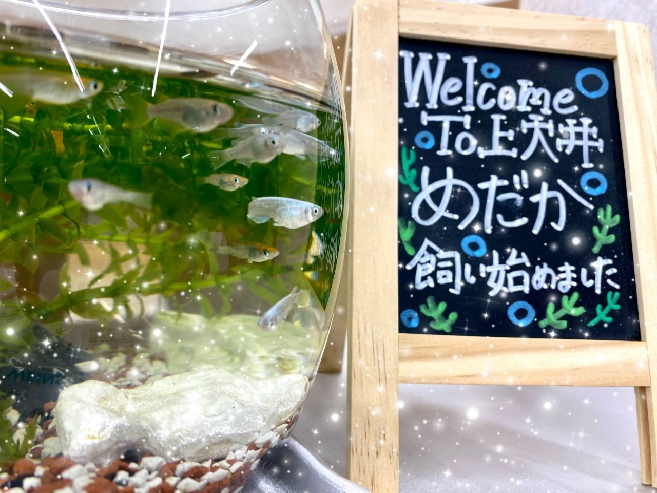募金,めだか,メダカ,小田原