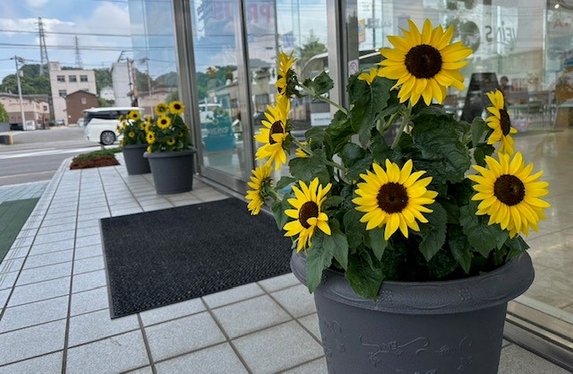 ひまわりおじさん🌻✨