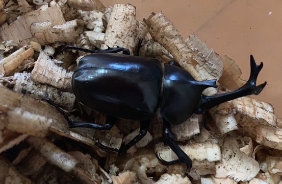 カブトとクワガタ 515pF98qivL._UF350,350_QL50_.jpg