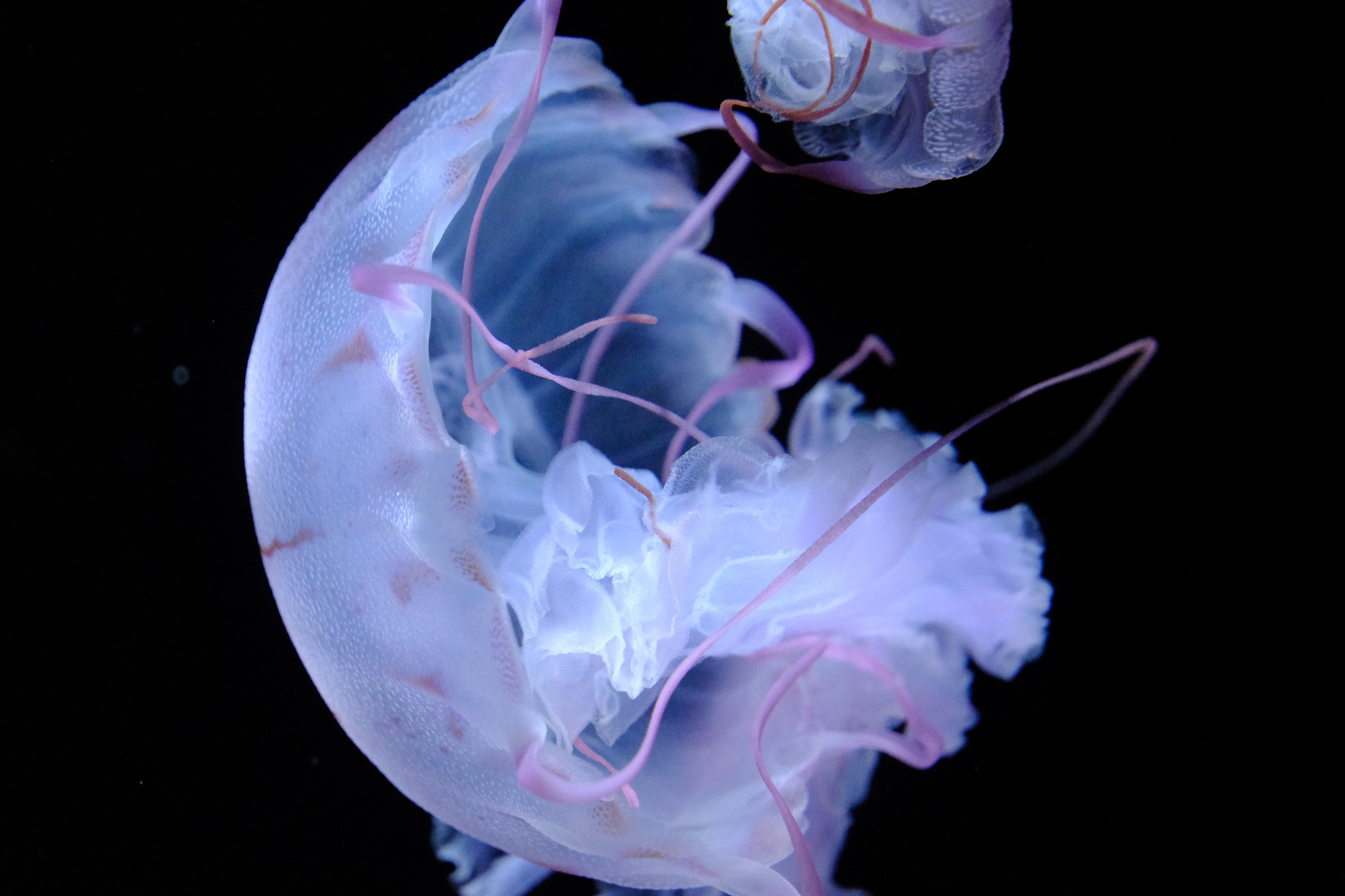 加茂水族館海月