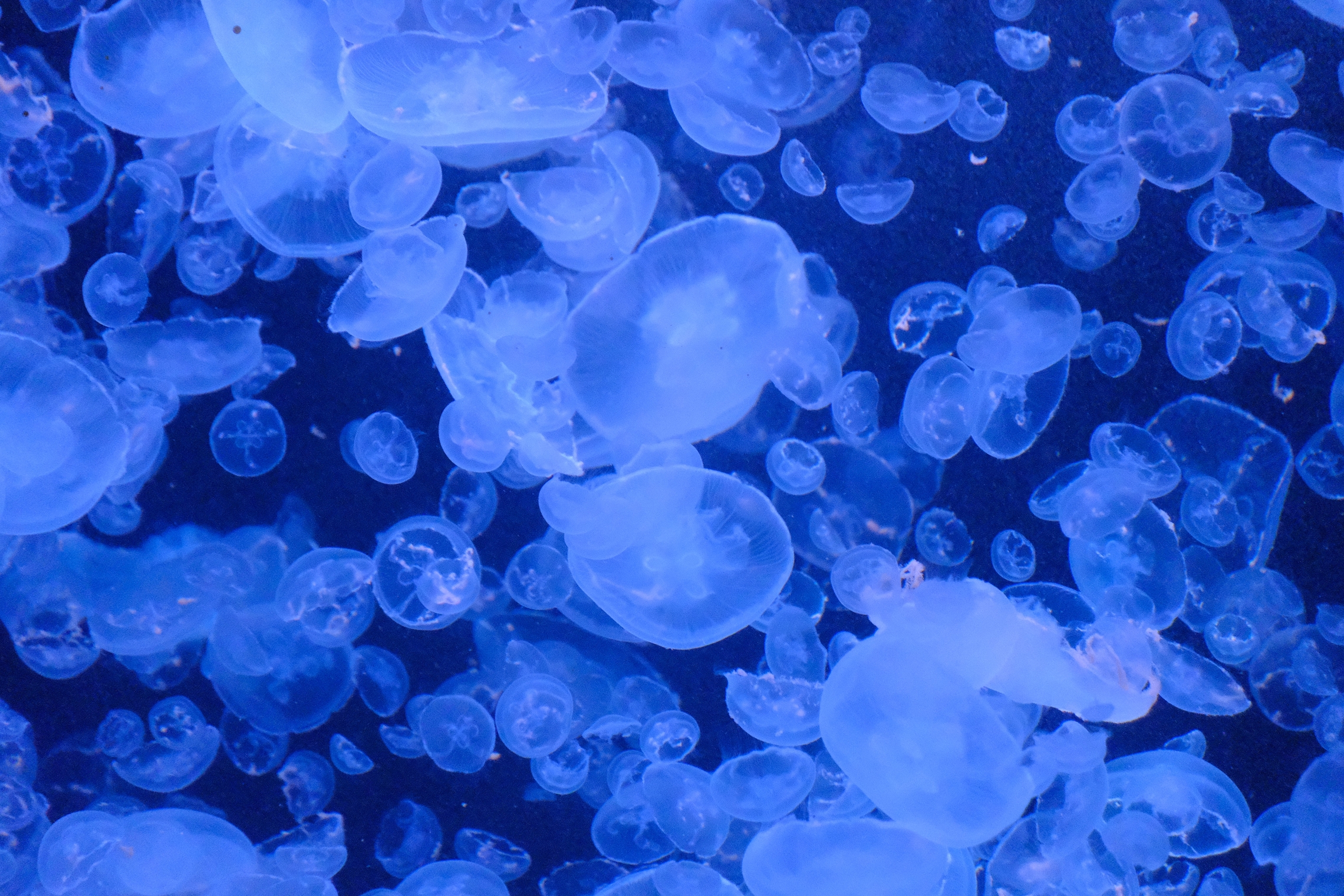 加茂水族館海月