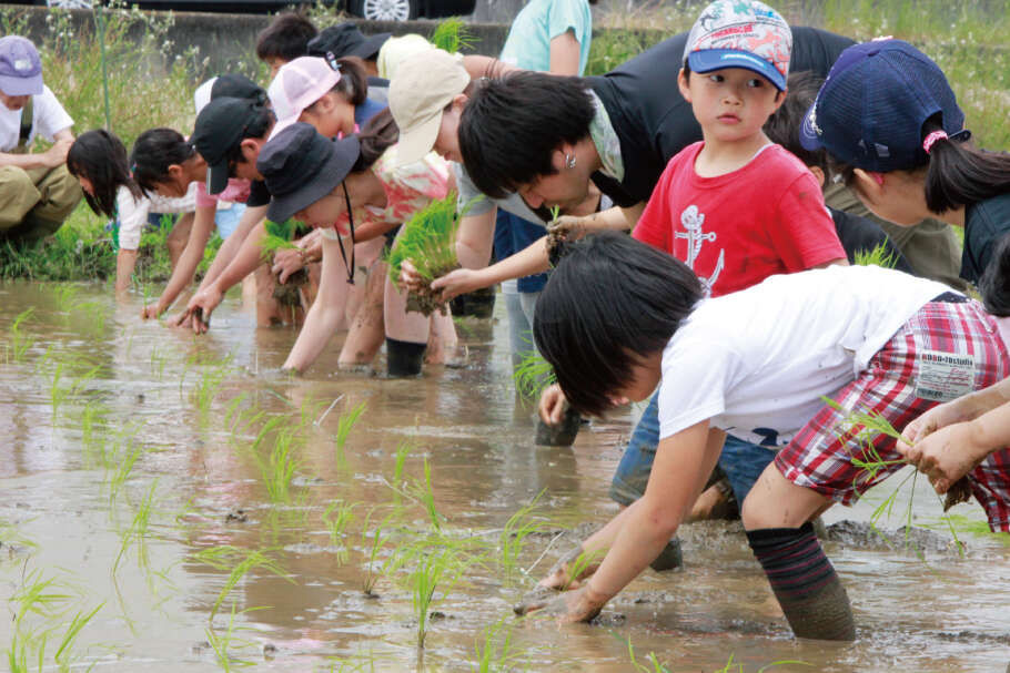 田植えと稲刈り体験