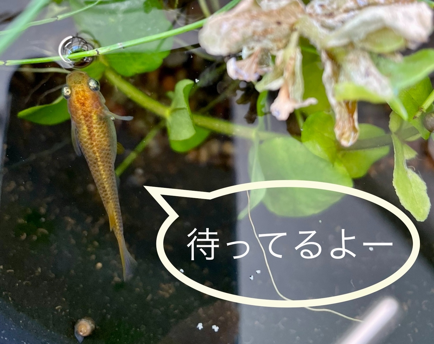 メダカ