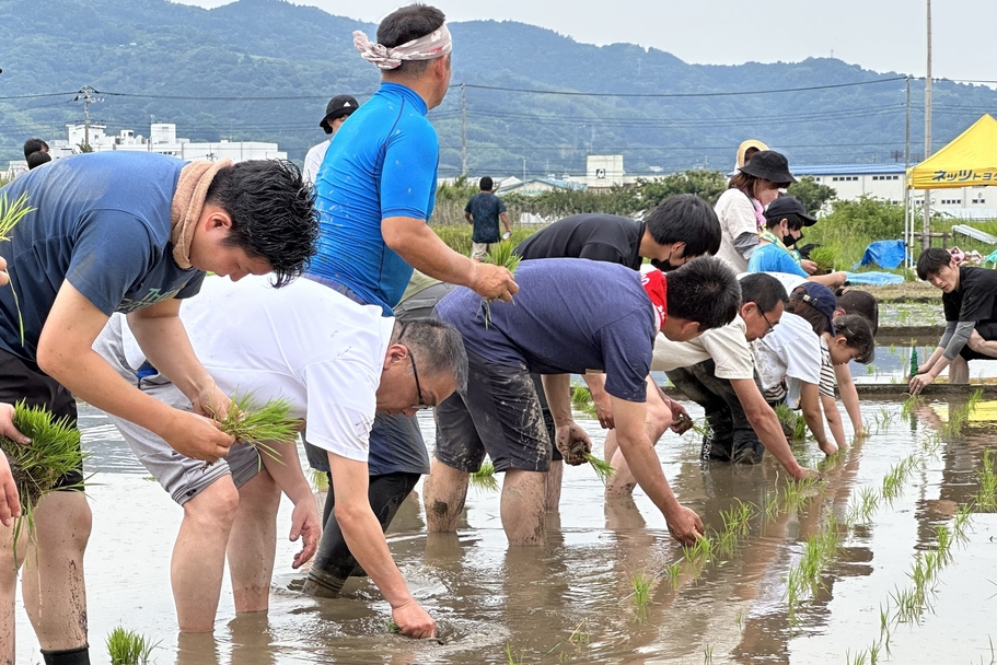 めだか米田植え
