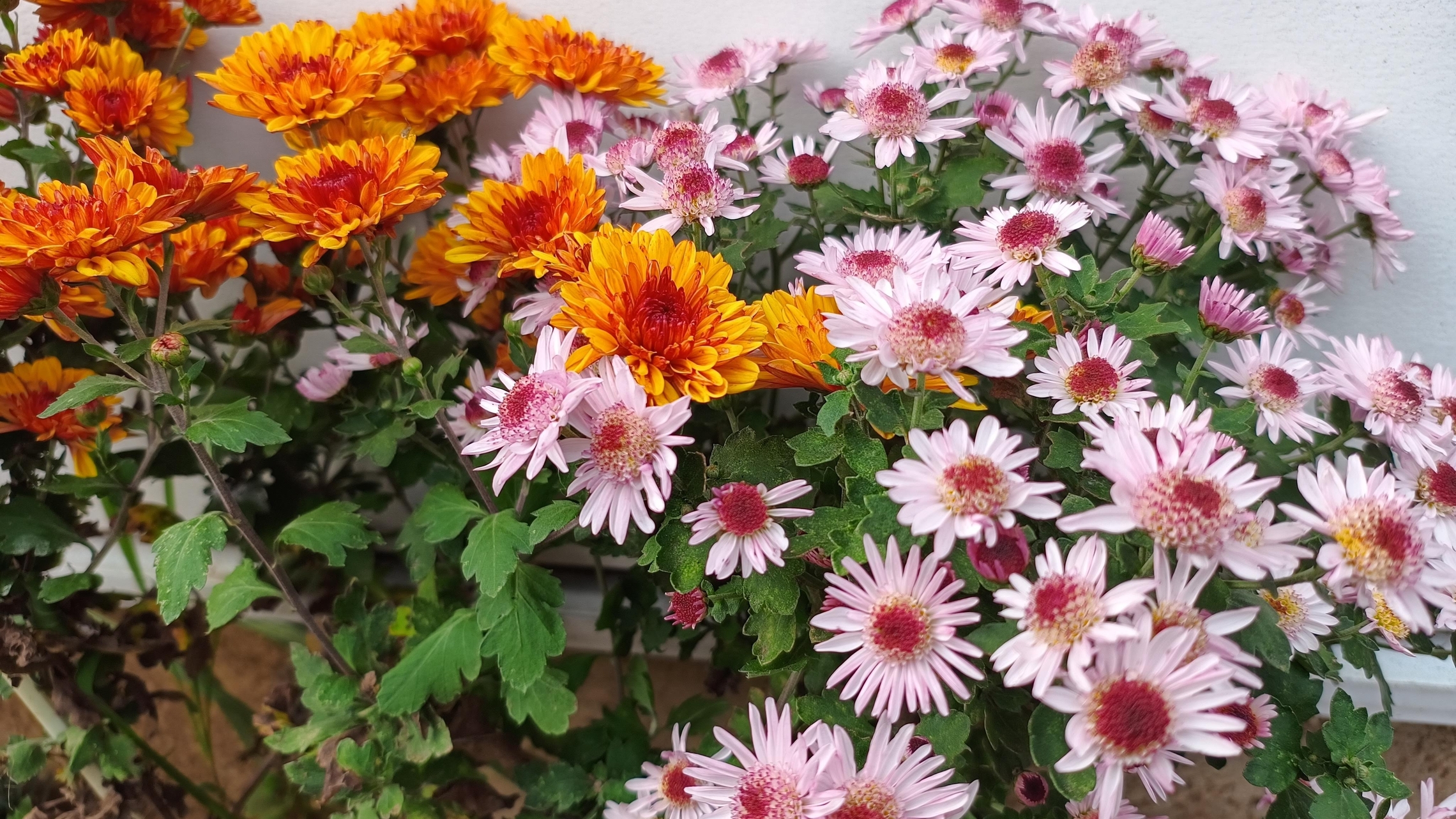 花の画像