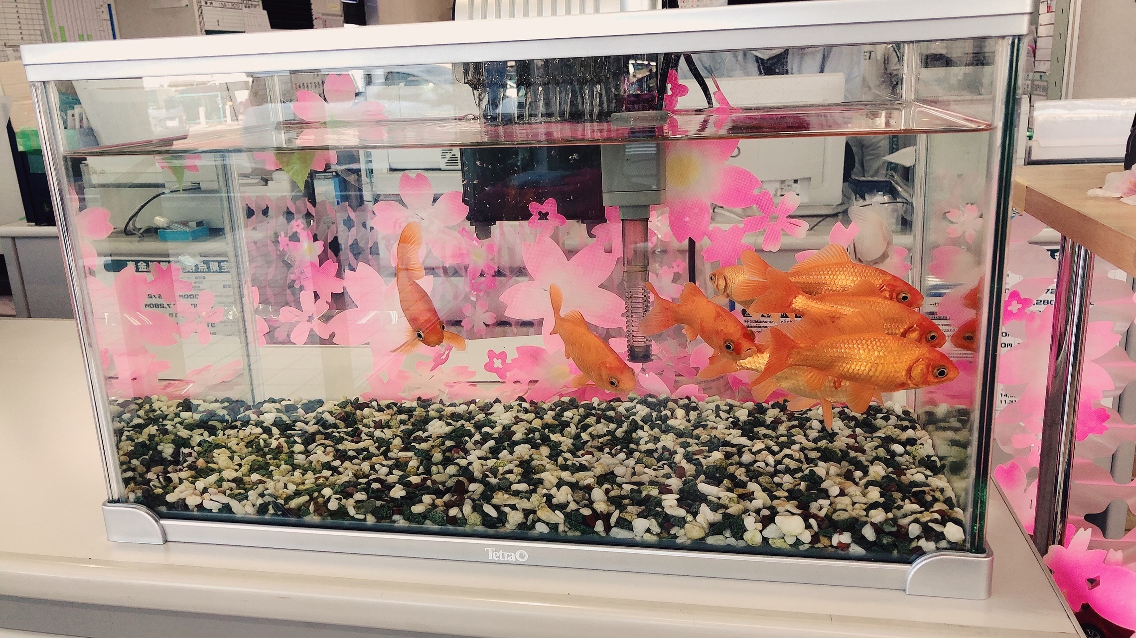 金魚 オレンジ 桜