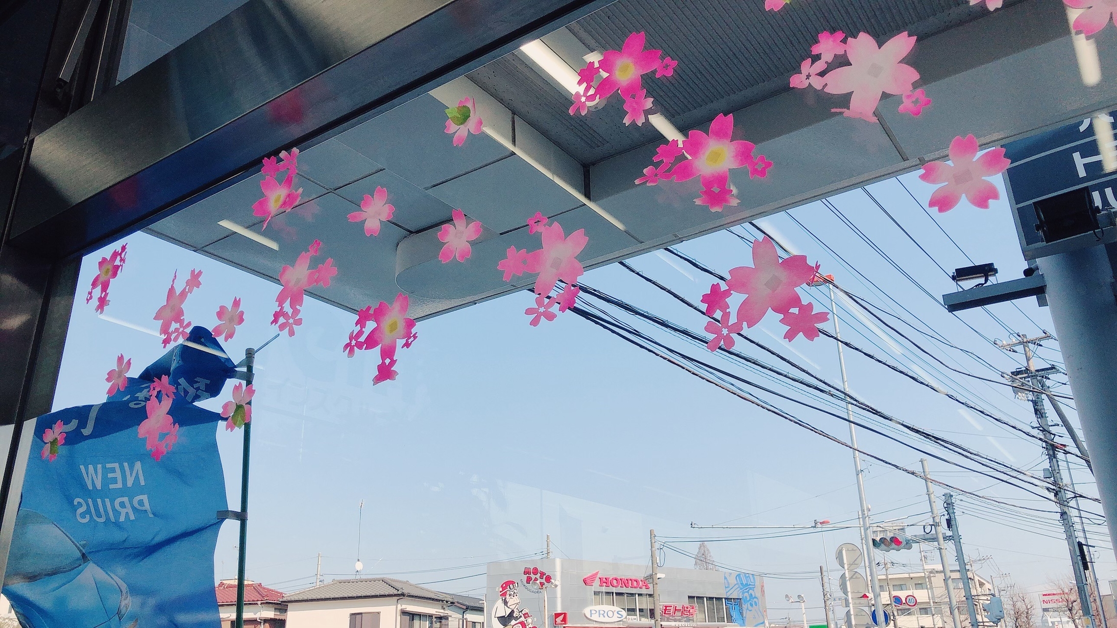 空 桜 のぼり
