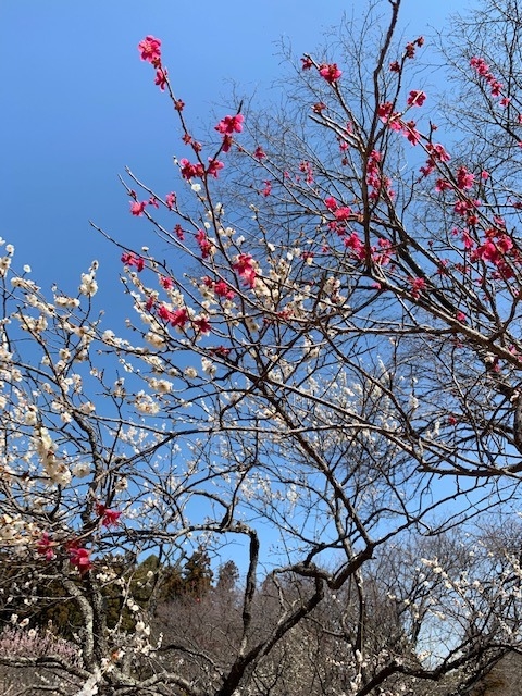梅　花　大池公園