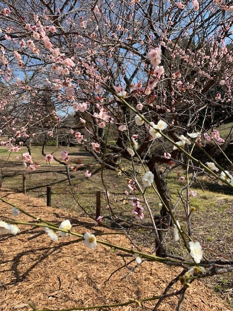 こども自然公園　梅　花　写真