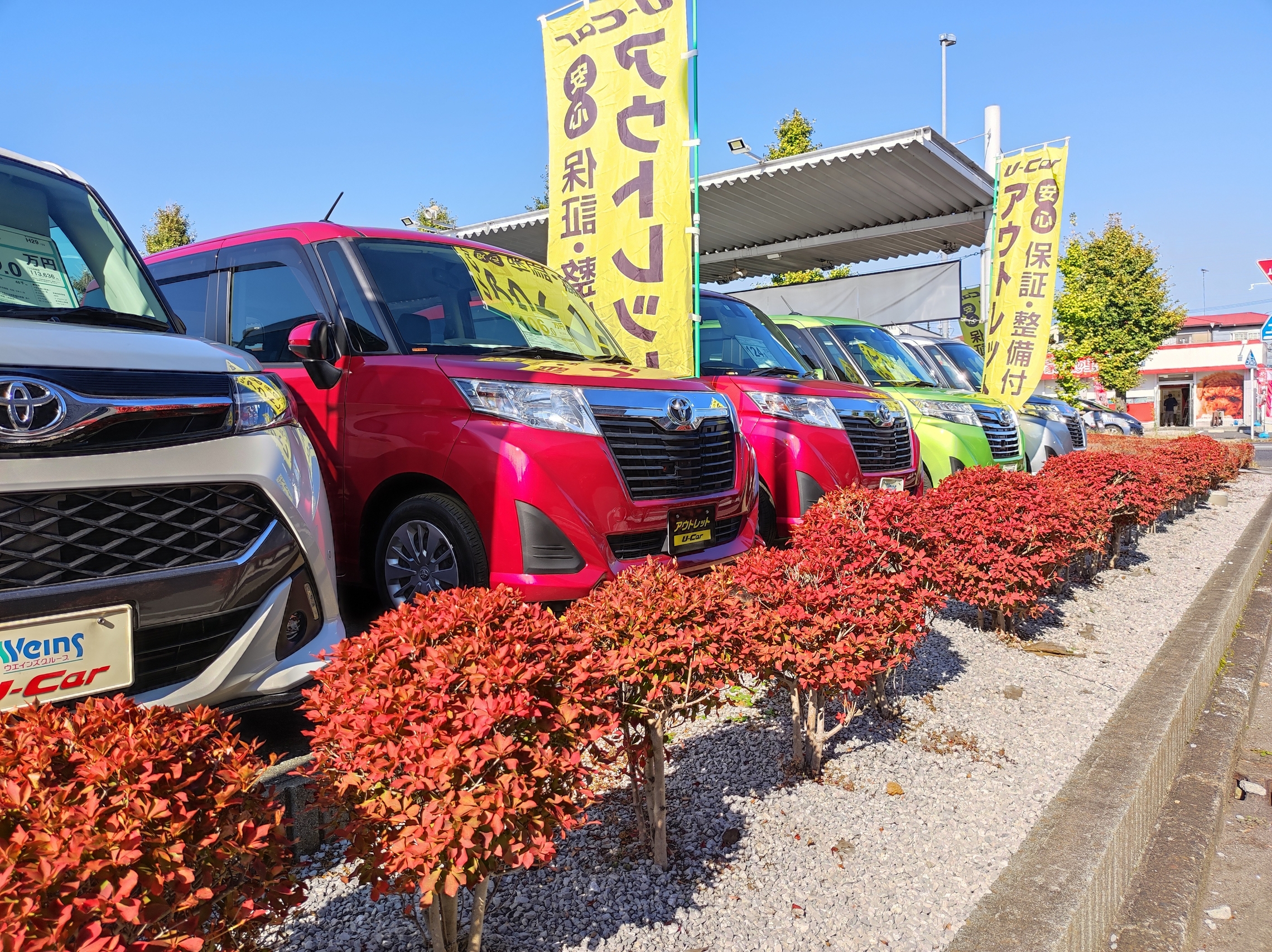 植込みの紅葉画像